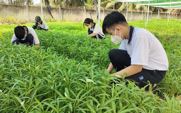 Mô hình hoạt động trải nghiệm, hướng nghiệp “VƯỜN RAU SẠCH, AN TOÀN”