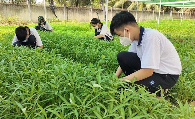 Mô hình hoạt động trải nghiệm, hướng nghiệp “VƯỜN RAU SẠCH, AN TOÀN”