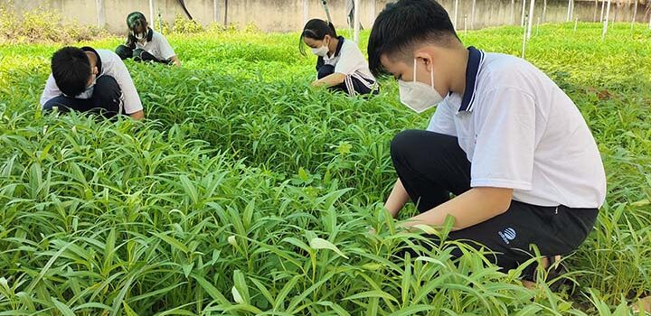 Mô hình hoạt động trải nghiệm, hướng nghiệp “VƯỜN RAU SẠCH, AN TOÀN”